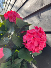 Kunst hortensia voor buiten roze met stengels 80cm UV 