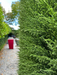 Luxe kunst Coniferen mat x77 tips voor wandbekleding UV-beschermd 