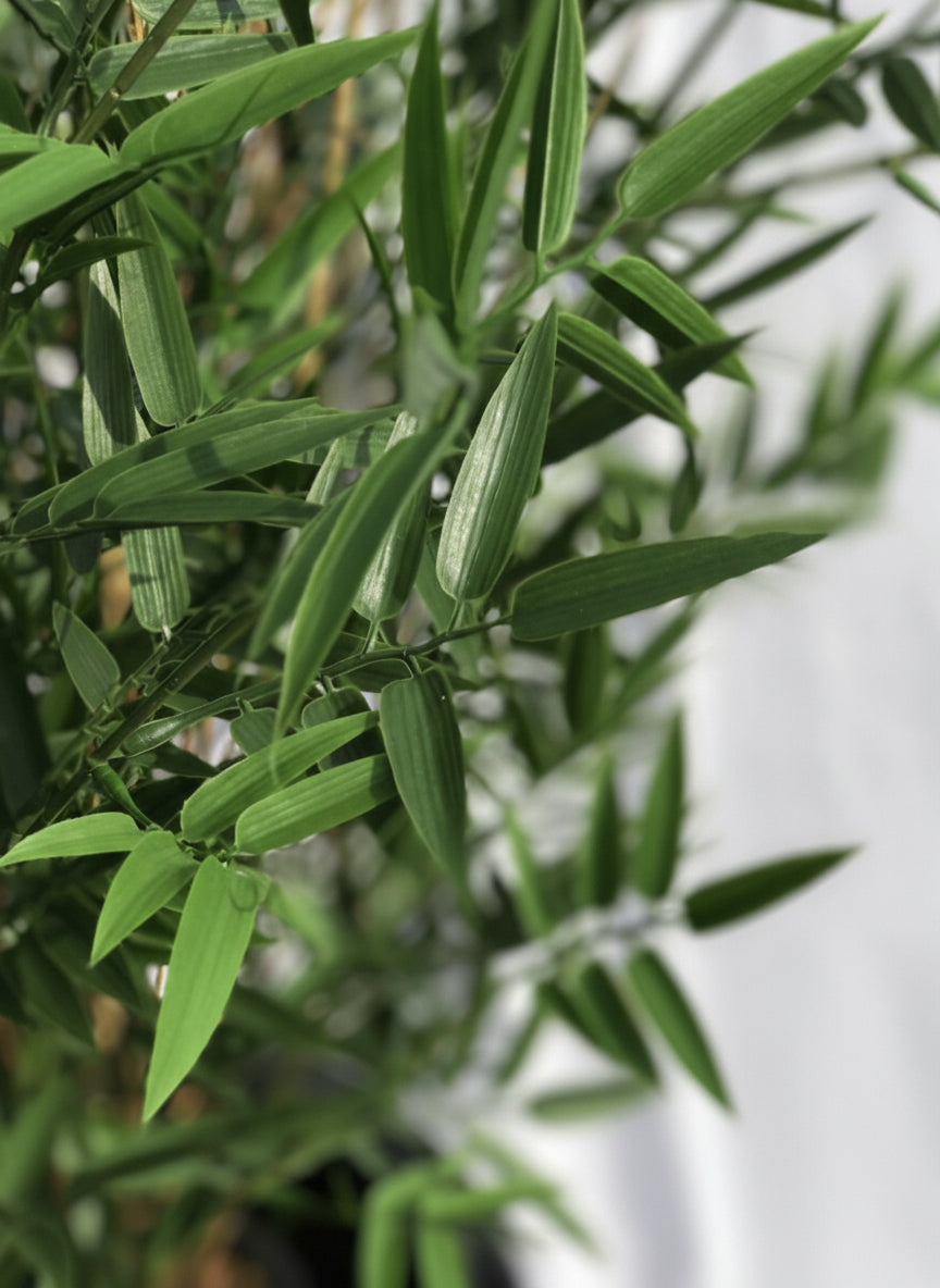Kunstmatige bamboeplant voor buiten, 60 cm, UV-beschermd.