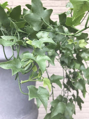 Kunst klimop hangplant voor buiten 100 cm UV-bestendig 