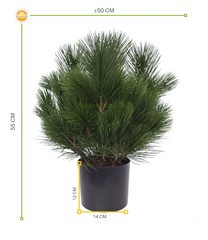 Kunstheester Pinus Den 45 cm UV