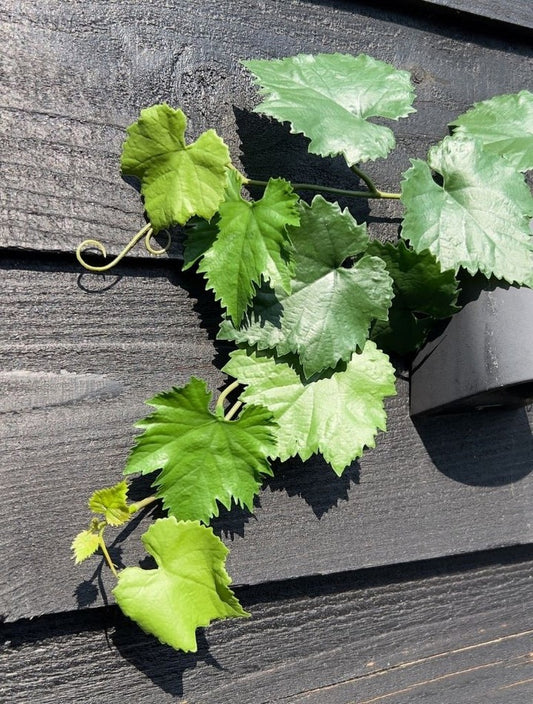 Druiven kunstslinger 110cm UV 