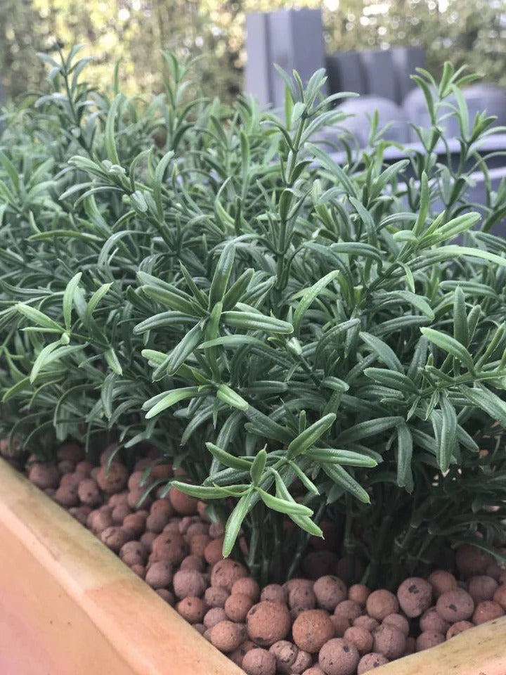 Kunsttak Rozemarijn UV 