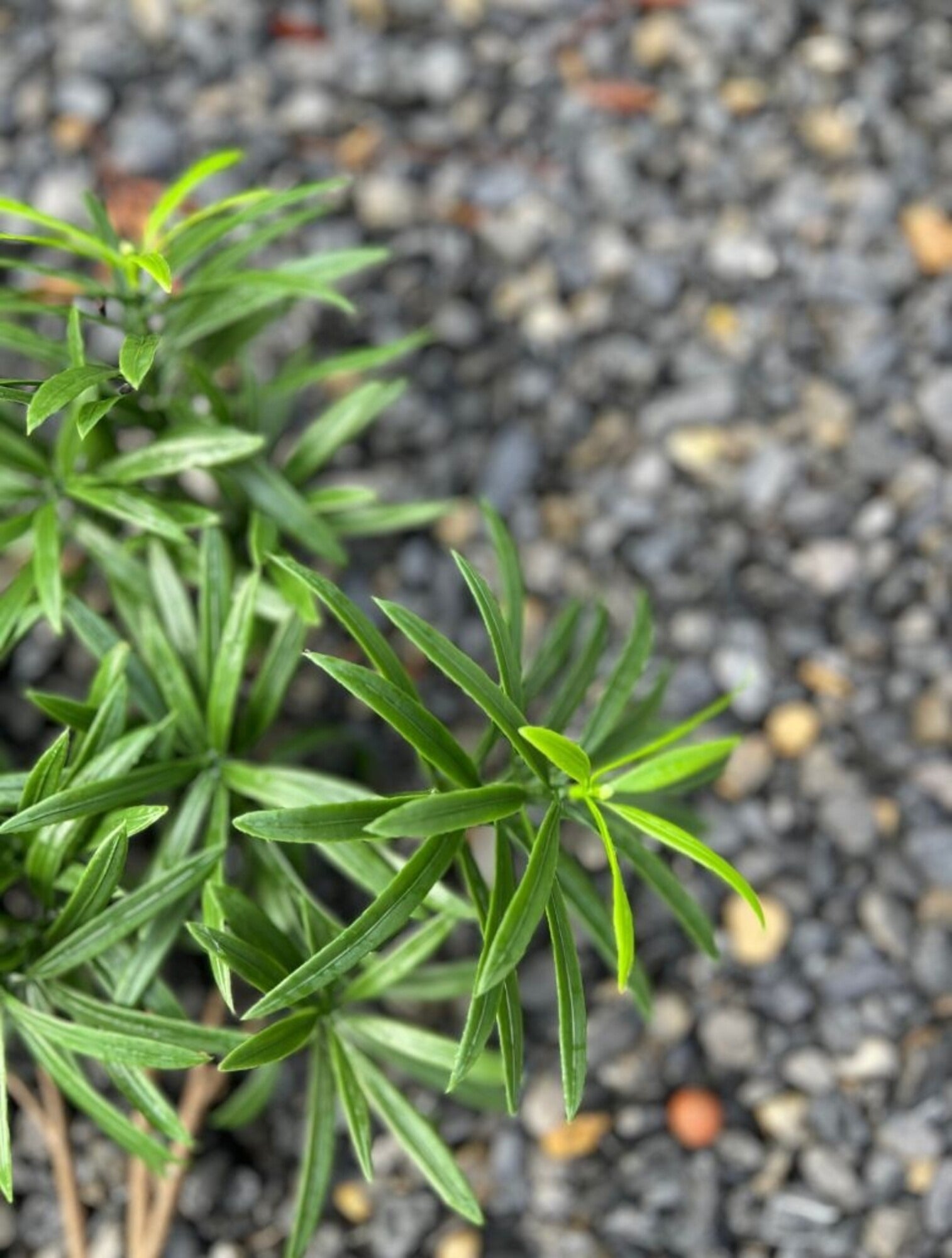 Kunstmatig boeket Podocarpus voor buiten, 40 cm, UV-bestendig.