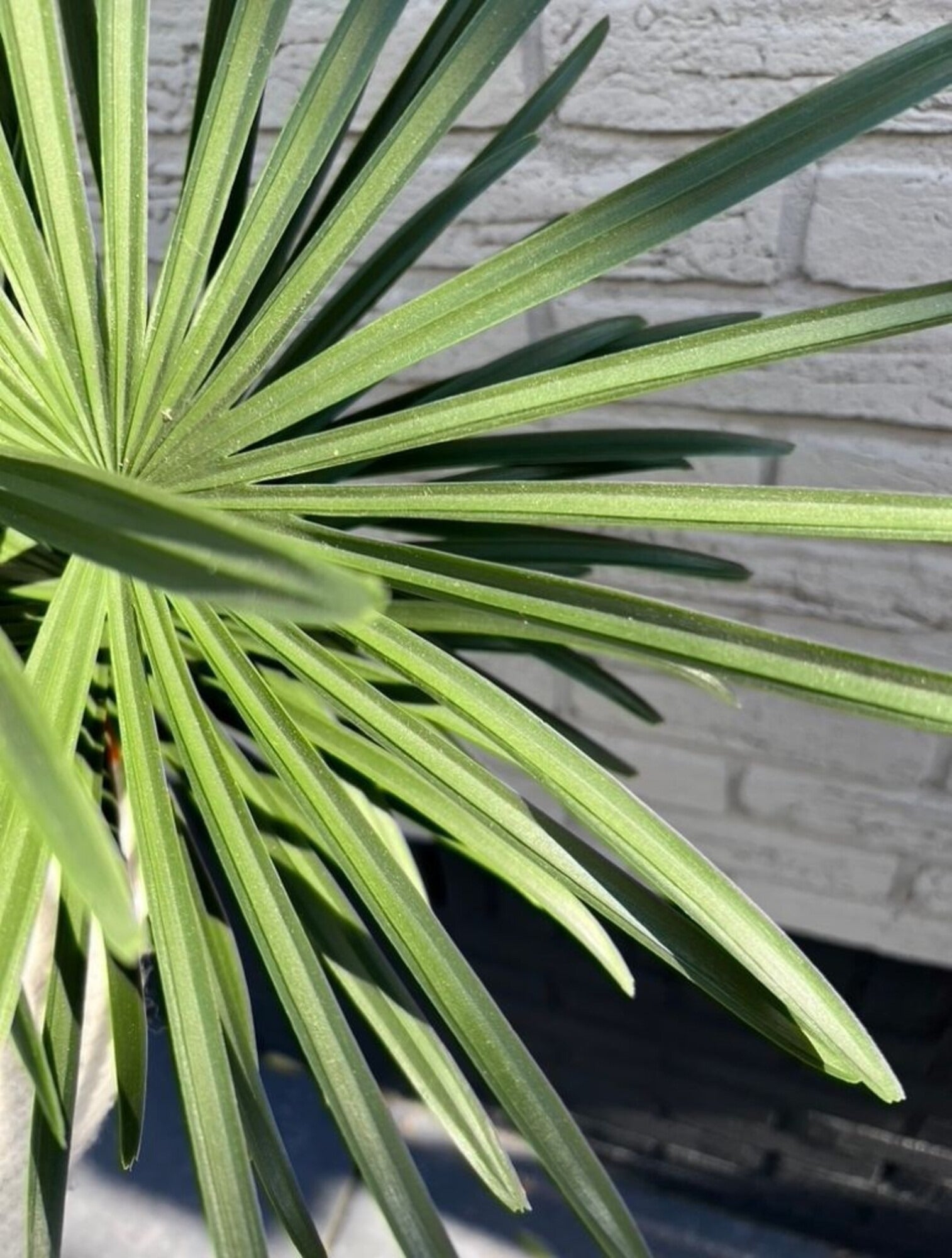 Kunst Raphis Palm voor buiten, 60 cm UV 