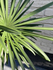 Kunst Raphis Palm voor buiten, 60 cm UV 