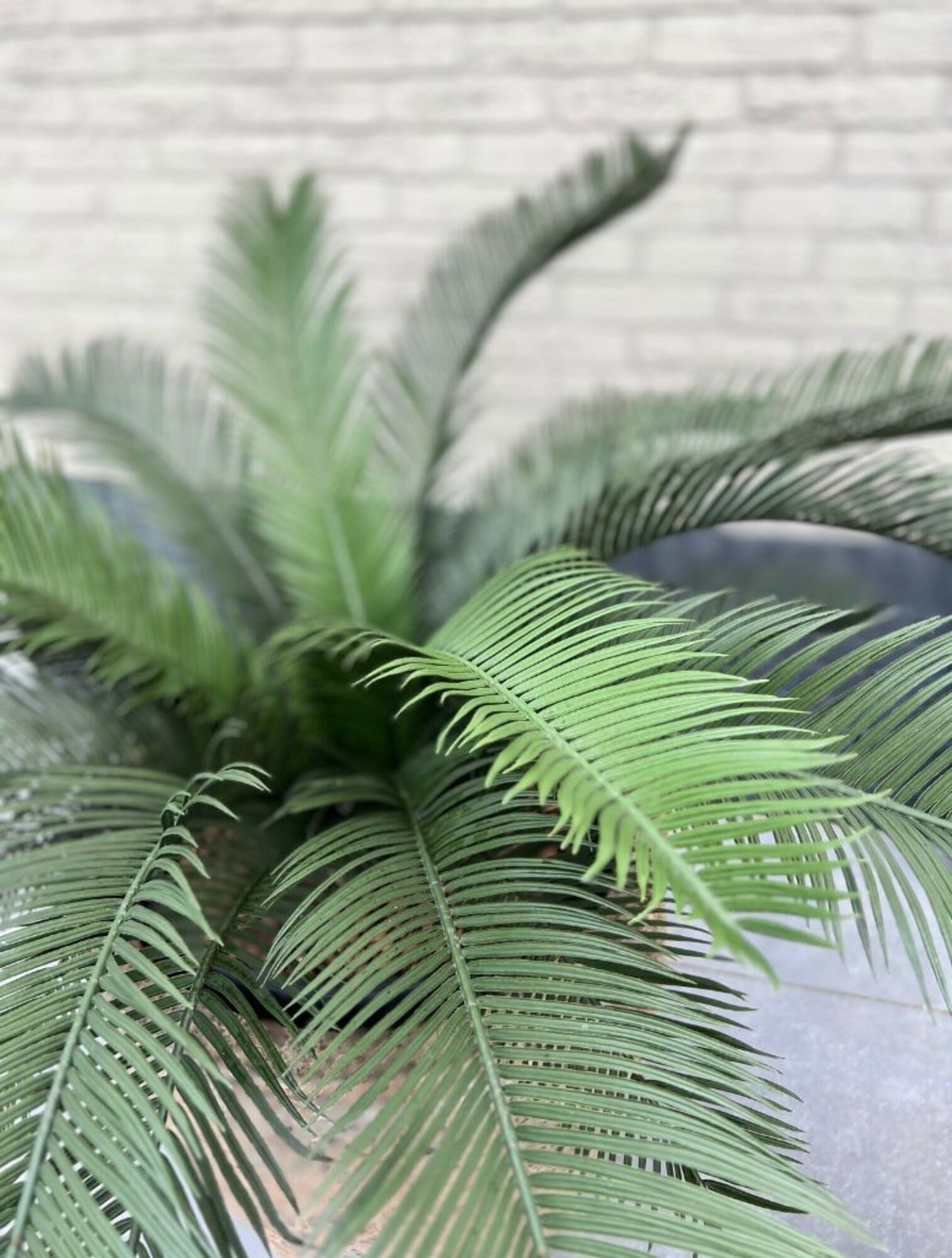 Buiten kunst Cycas Palm 80 cm UV beschermd