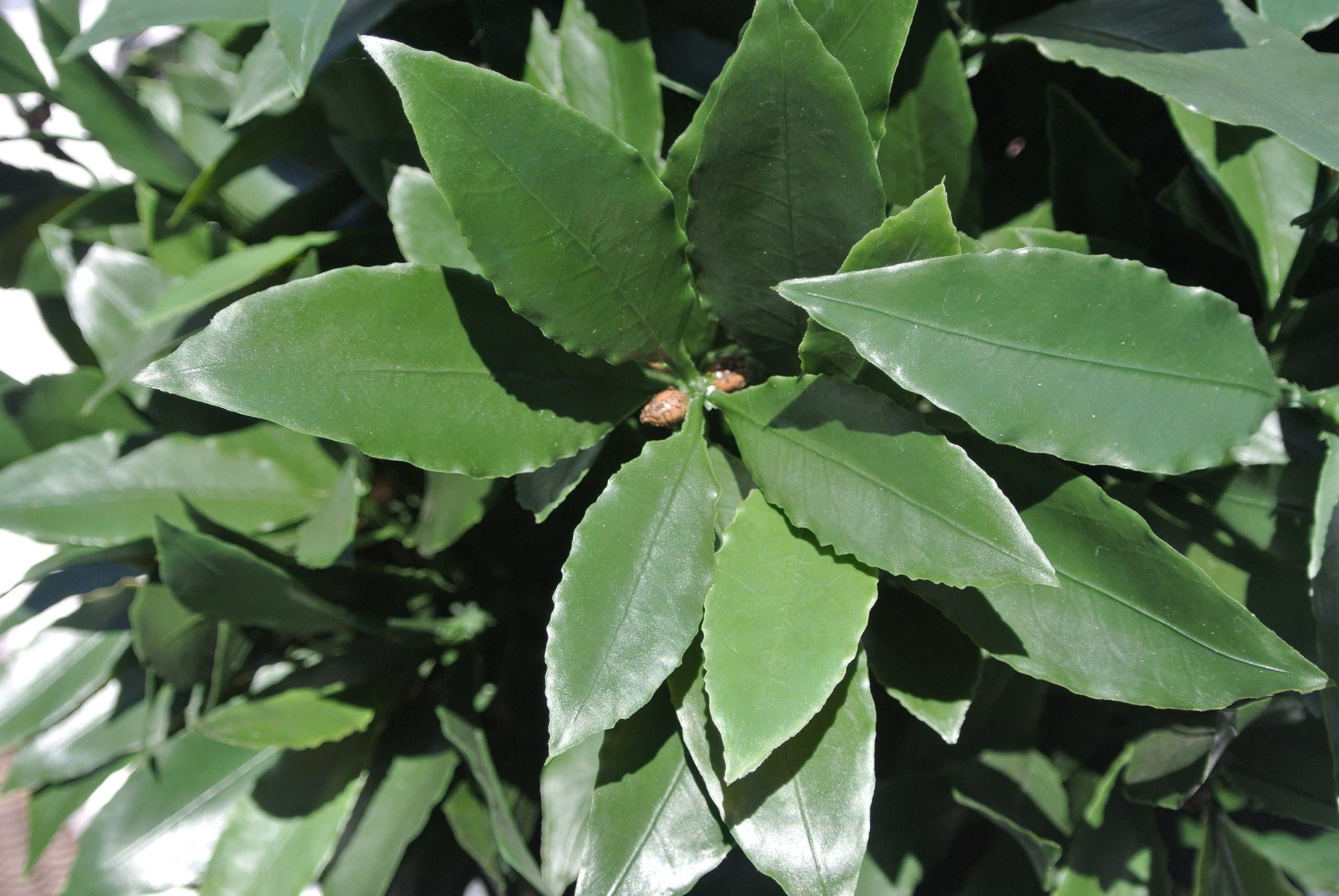 Kunst Laurierbol 55 cm UV 