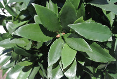 Kunst Laurierbol 55 cm UV 