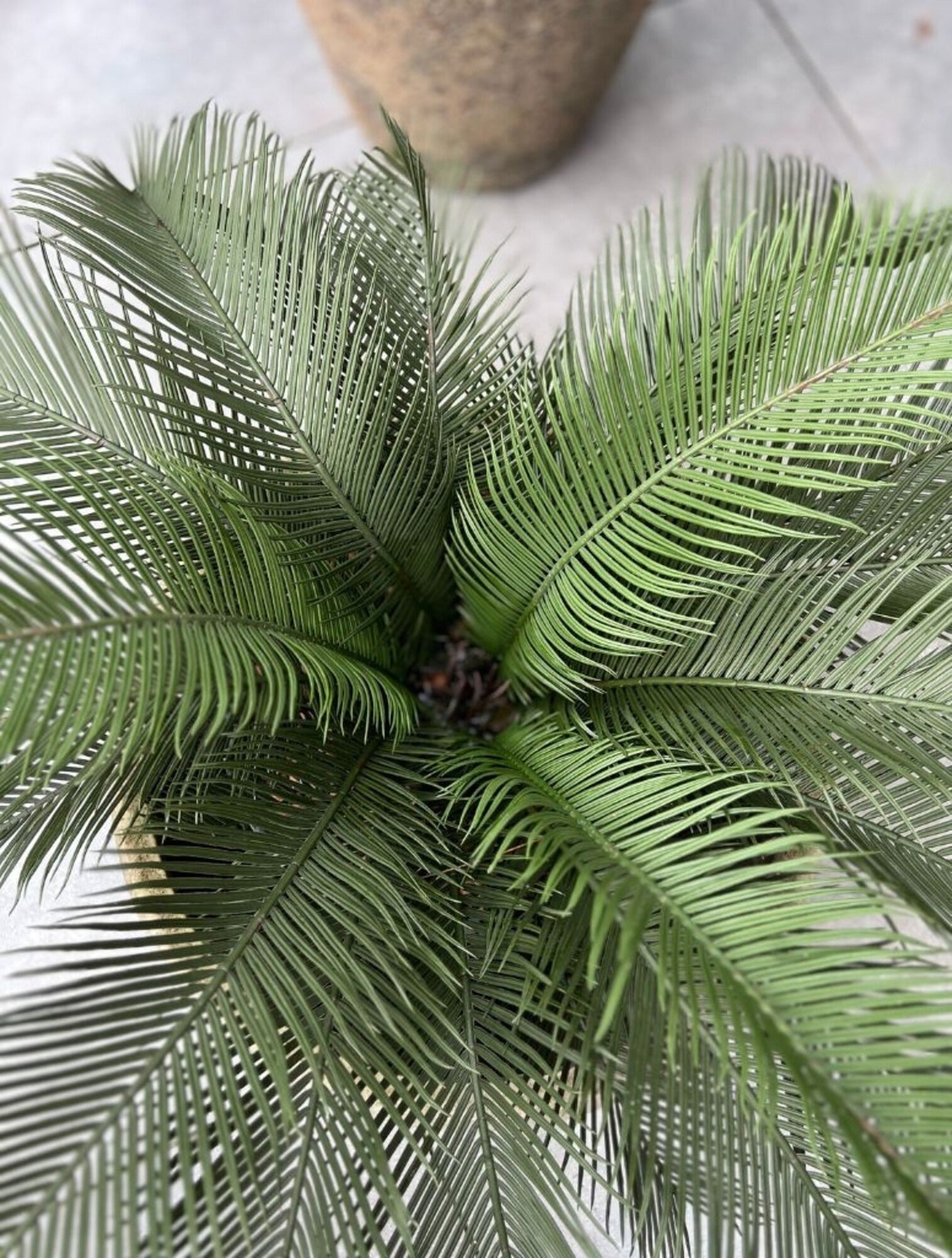 kunst outdoor Cycas Palm 60 cm UV-beschermd