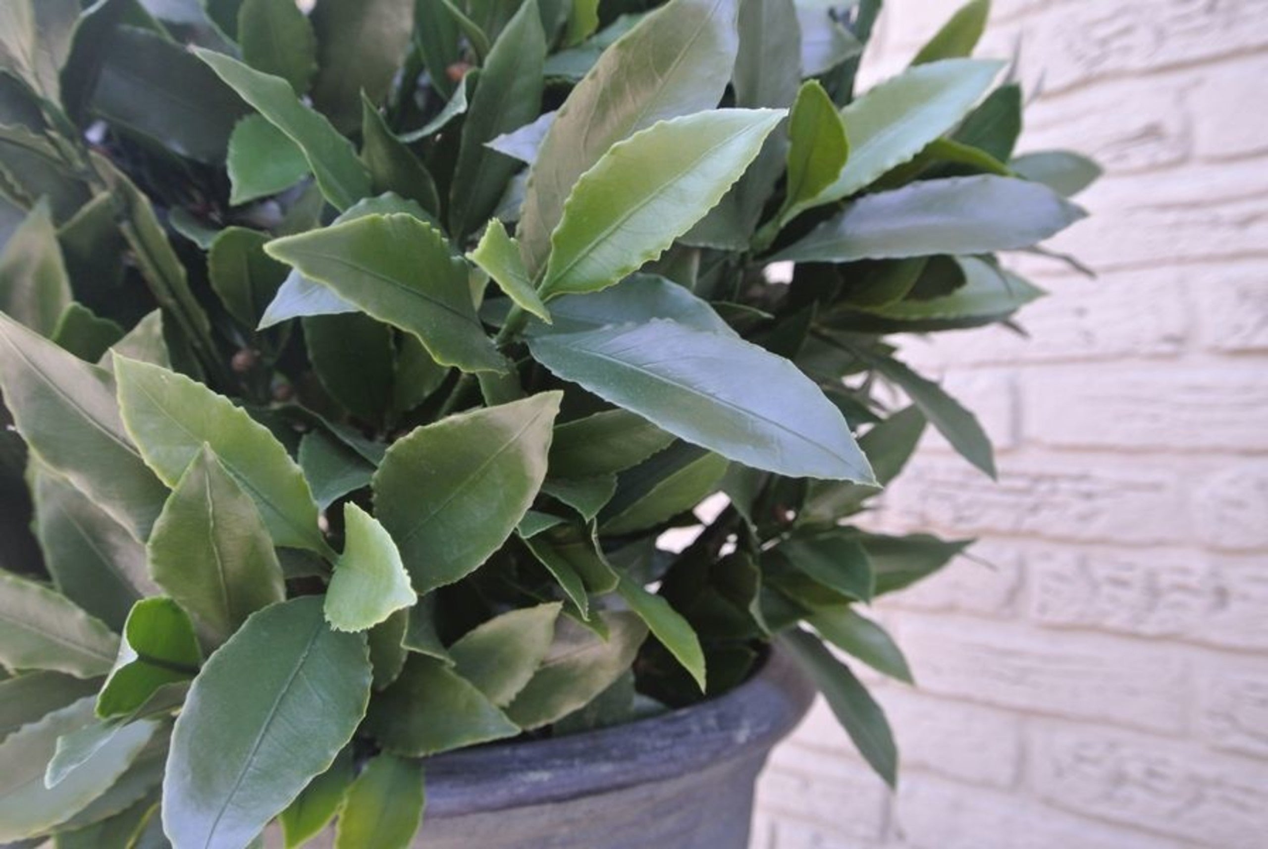 Kunst Laurierbol 55 cm UV 