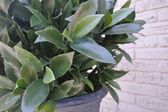 Kunst Laurierbol 55 cm UV 