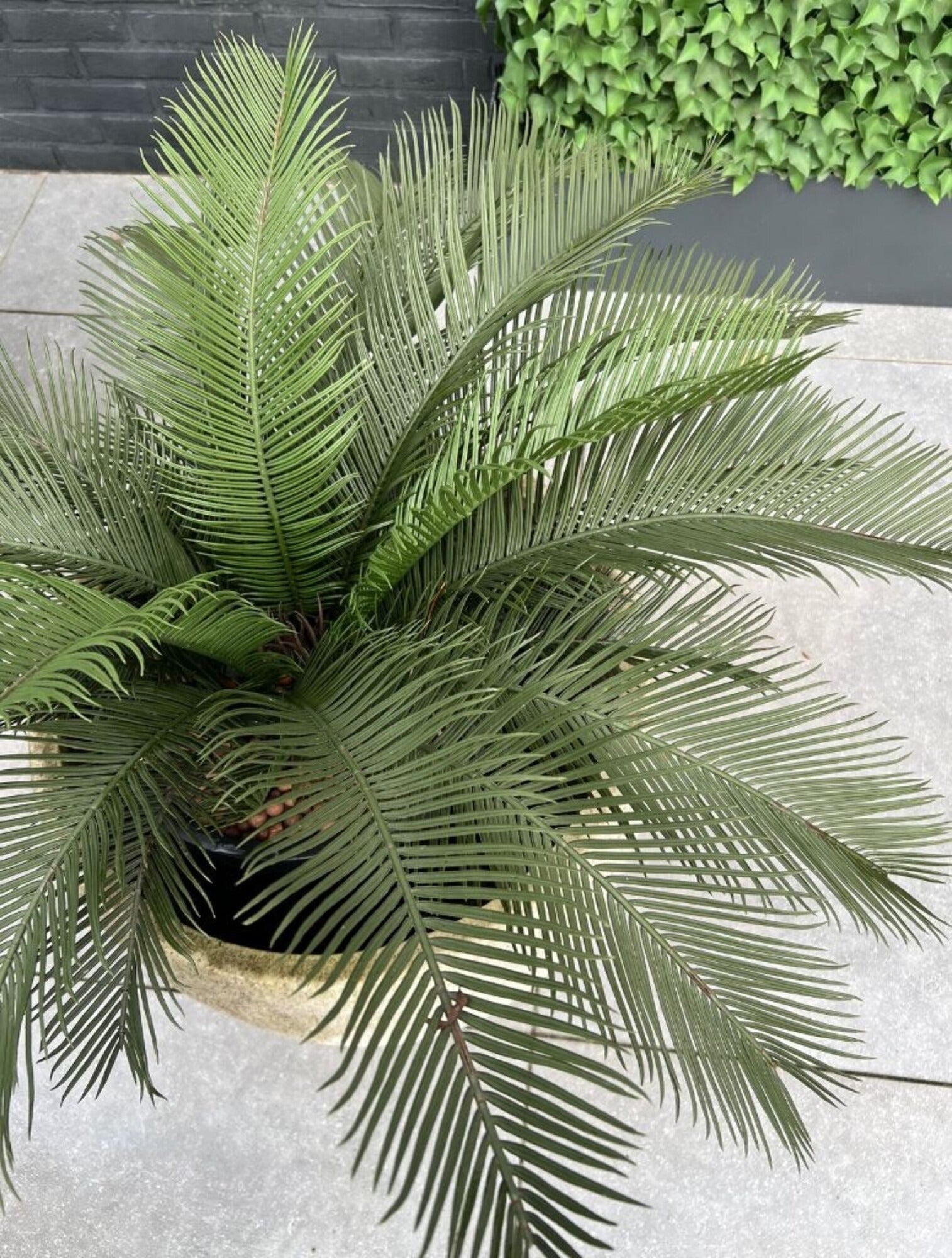 kunst outdoor Cycas Palm 60 cm UV-beschermd