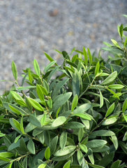 Kunst olijfboom voor buiten 60cm UV 