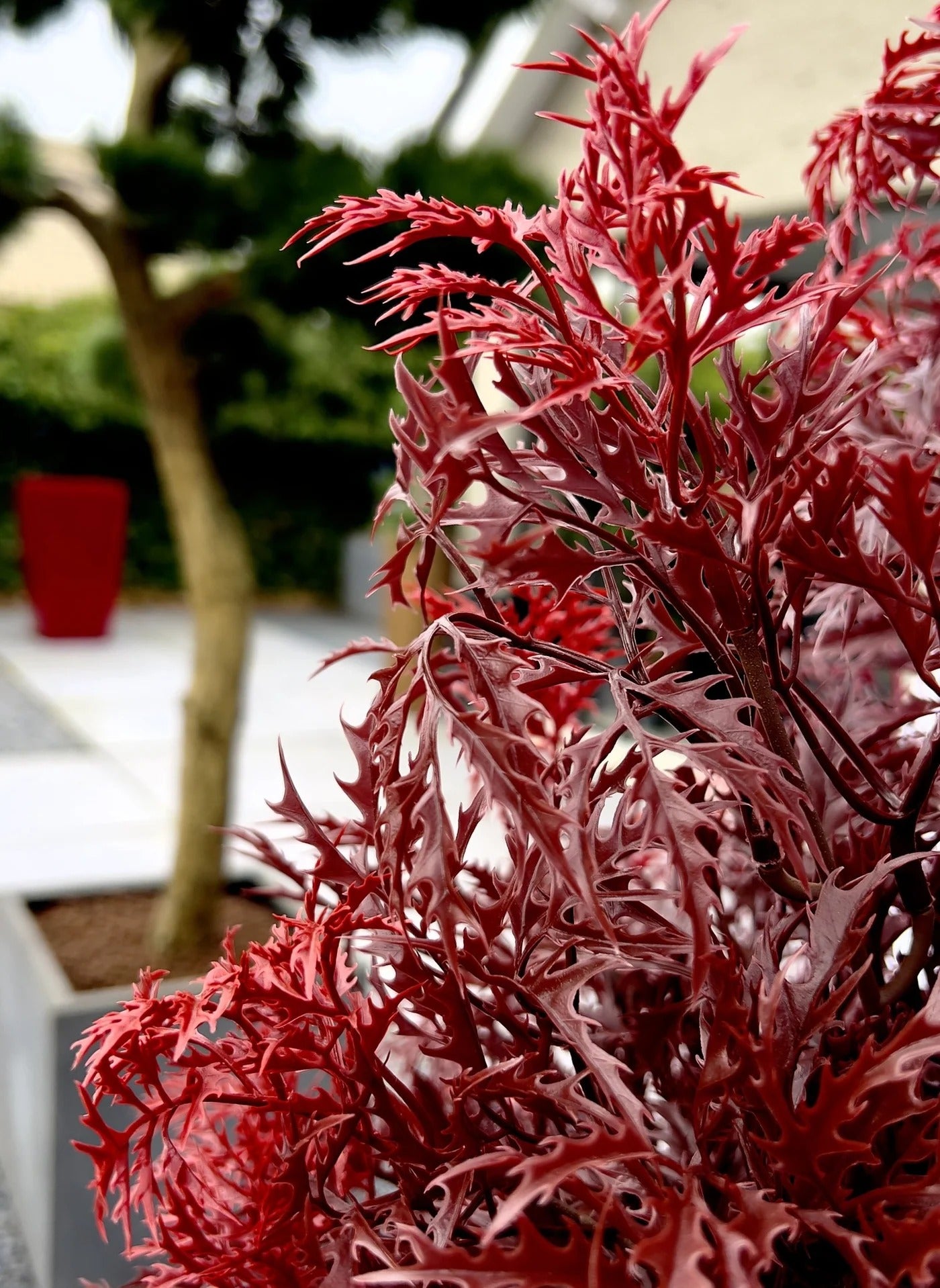 Kunstplant voor buiten Ming Aralia Burgundy UV-bestendig 