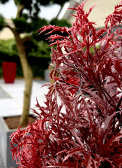 Kunstplant voor buiten Ming Aralia Burgundy UV-bestendig 
