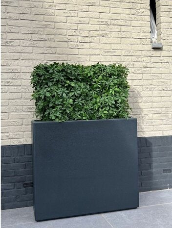Kunstwerk voor buiten: Schefflera-haag op frame met UV-bescherming