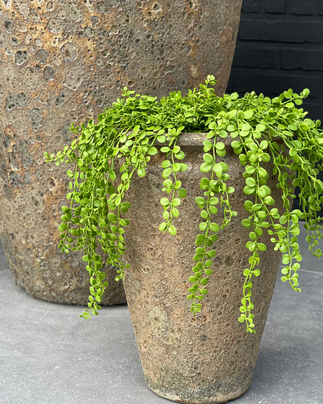 Dischidia Nummularia kunsthangplant 40cm UV 