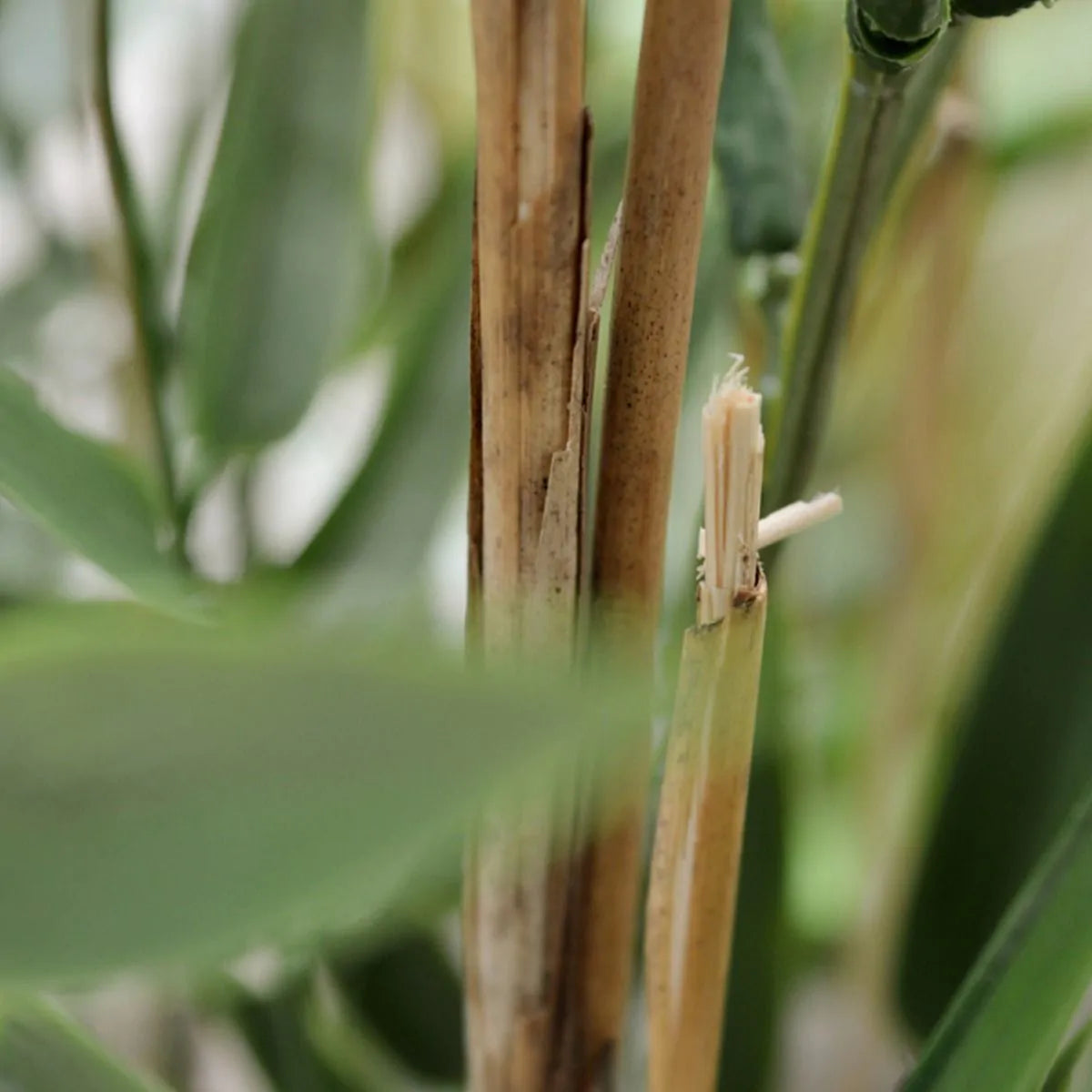 Kunst bamboe voor buiten 90 cm UV-bestendig 