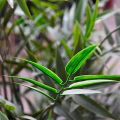 Hoge kunst Bamboeplant 120 cm UV-beschermd 