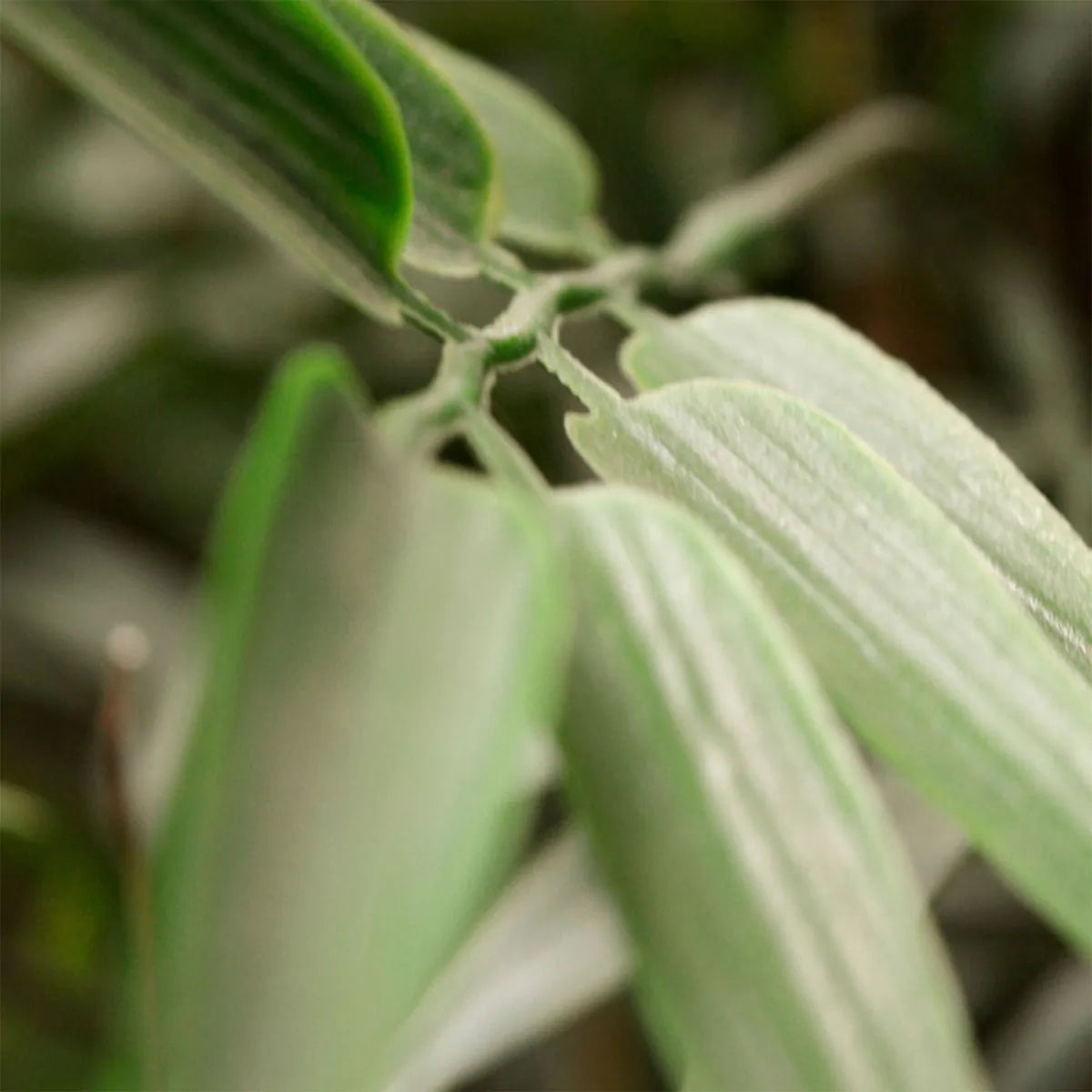 Hoge kunst Bamboeplant 120 cm UV-beschermd 