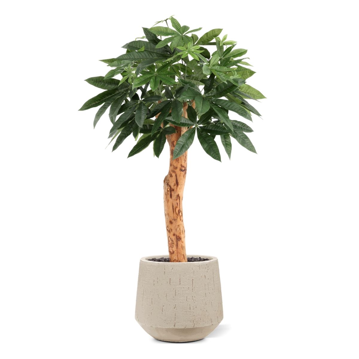 Pachira Kunstplant Deluxe 100cm