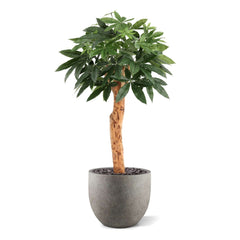 Pachira Kunstplant Deluxe 100cm