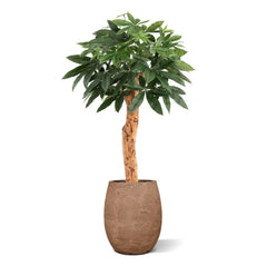 Pachira Kunstplant Deluxe 100cm