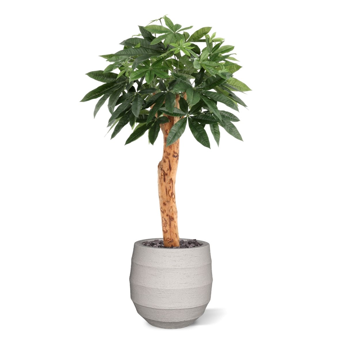 Pachira Kunstplant Deluxe 100cm