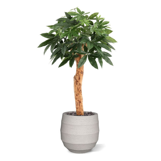 Pachira Kunstplant Deluxe 100cm