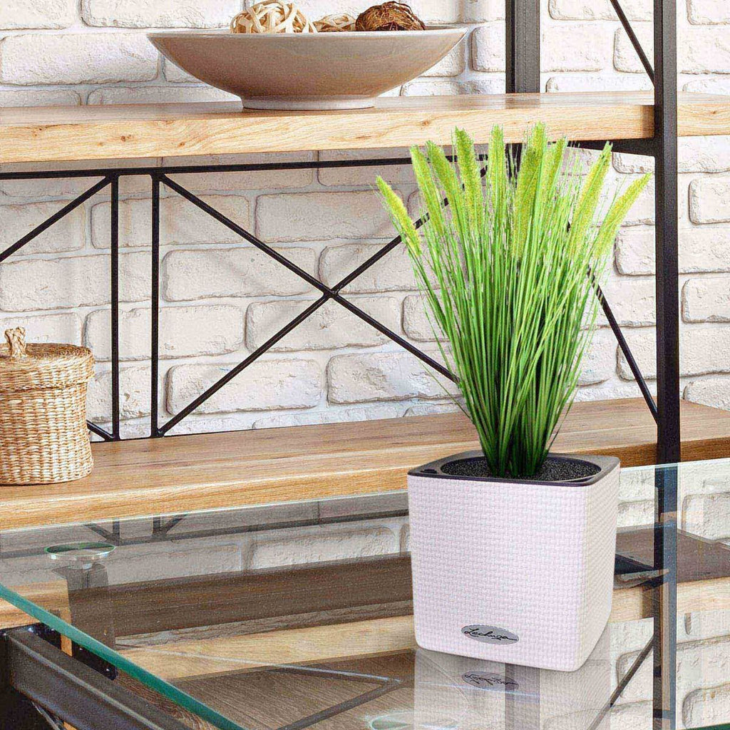 Pennisetum kunst Pluimgras plant 50cm in pot 12cm