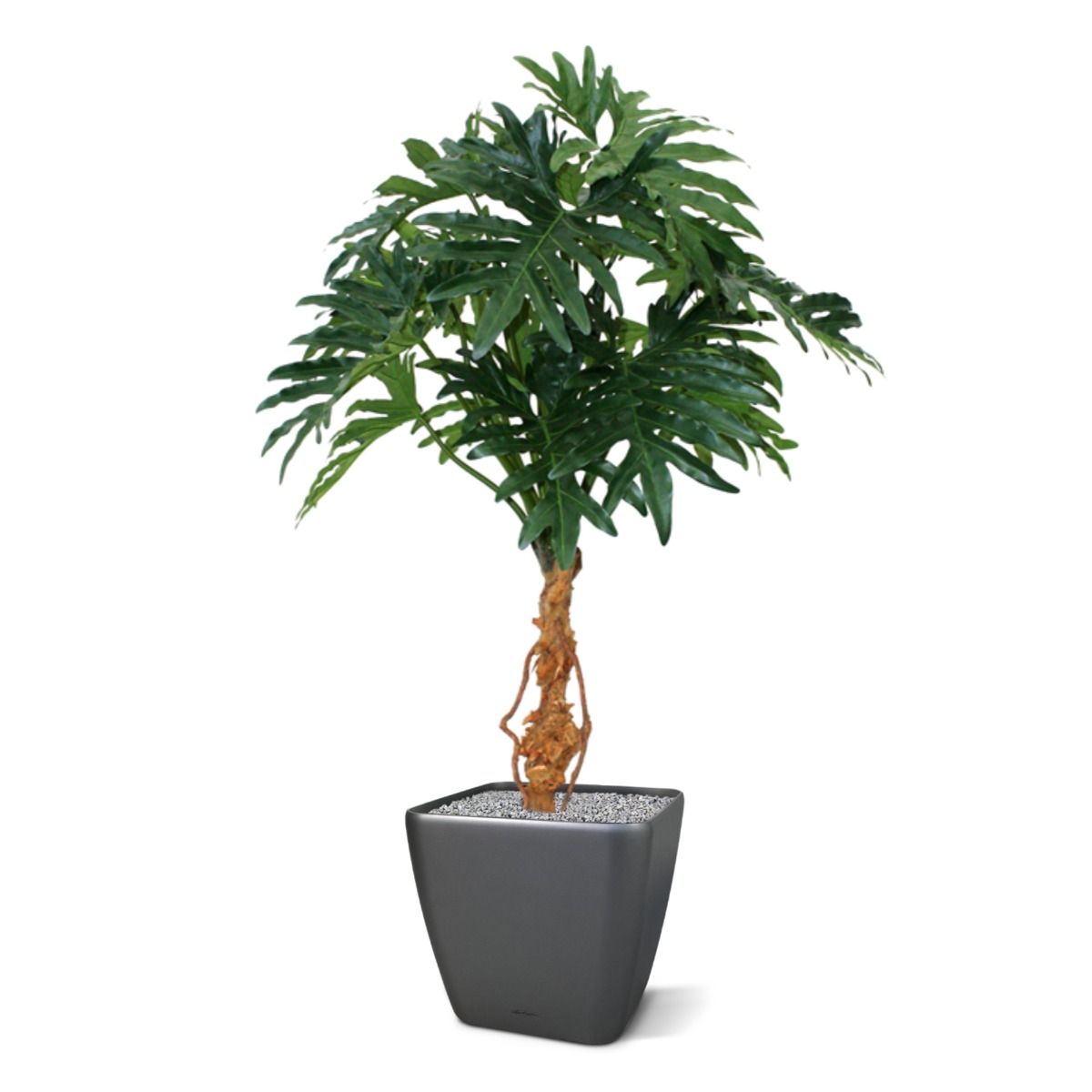 Philo Selloum kunstplant 130cm