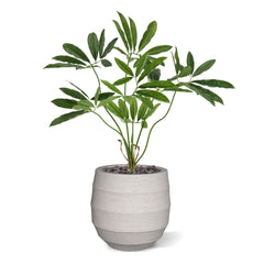 Philodendron Fun Bun Kunstplant 80cm Deluxe