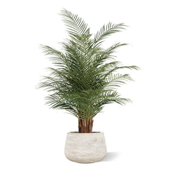 Phoenix Kunstpalm deluxe 150cm