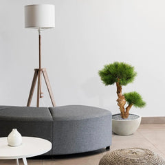 Kleine kunst Pinus Bonsai boom 55 cm UV voor buiten 