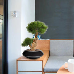 Kleine kunst Pinus Bonsai boom 55 cm UV voor buiten 