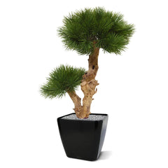 Kleine kunst Pinus Bonsai boom 55 cm UV voor buiten 