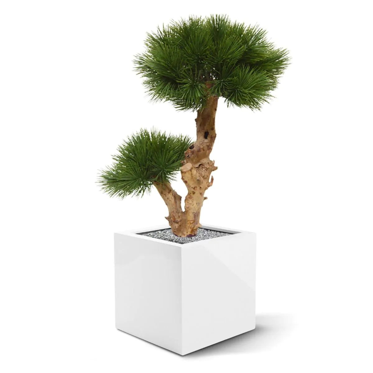 Kleine kunst Pinus Bonsai boom 55 cm UV voor buiten 