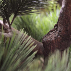 Kunst Bonsai Pinus boom 80 cm met 5 lagen UV-beschermd 