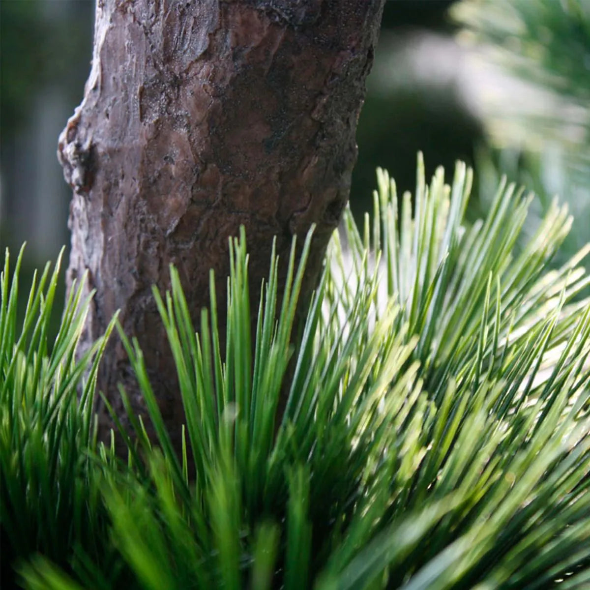 Luxe kunst Pinus Bonsai boom XL met UV-bescherming 
