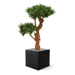 Kunstplant Podocarpus voor buiten op echte houten stam 70 cm met UV 