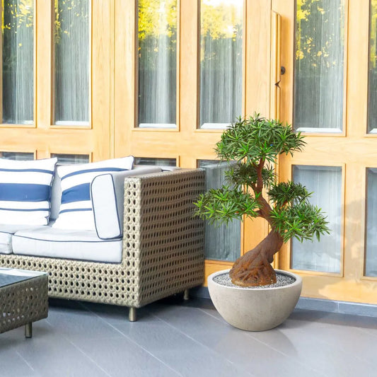 Luxe kunst Podocarpus Bonsai x5 90 cm met UV-bescherming 