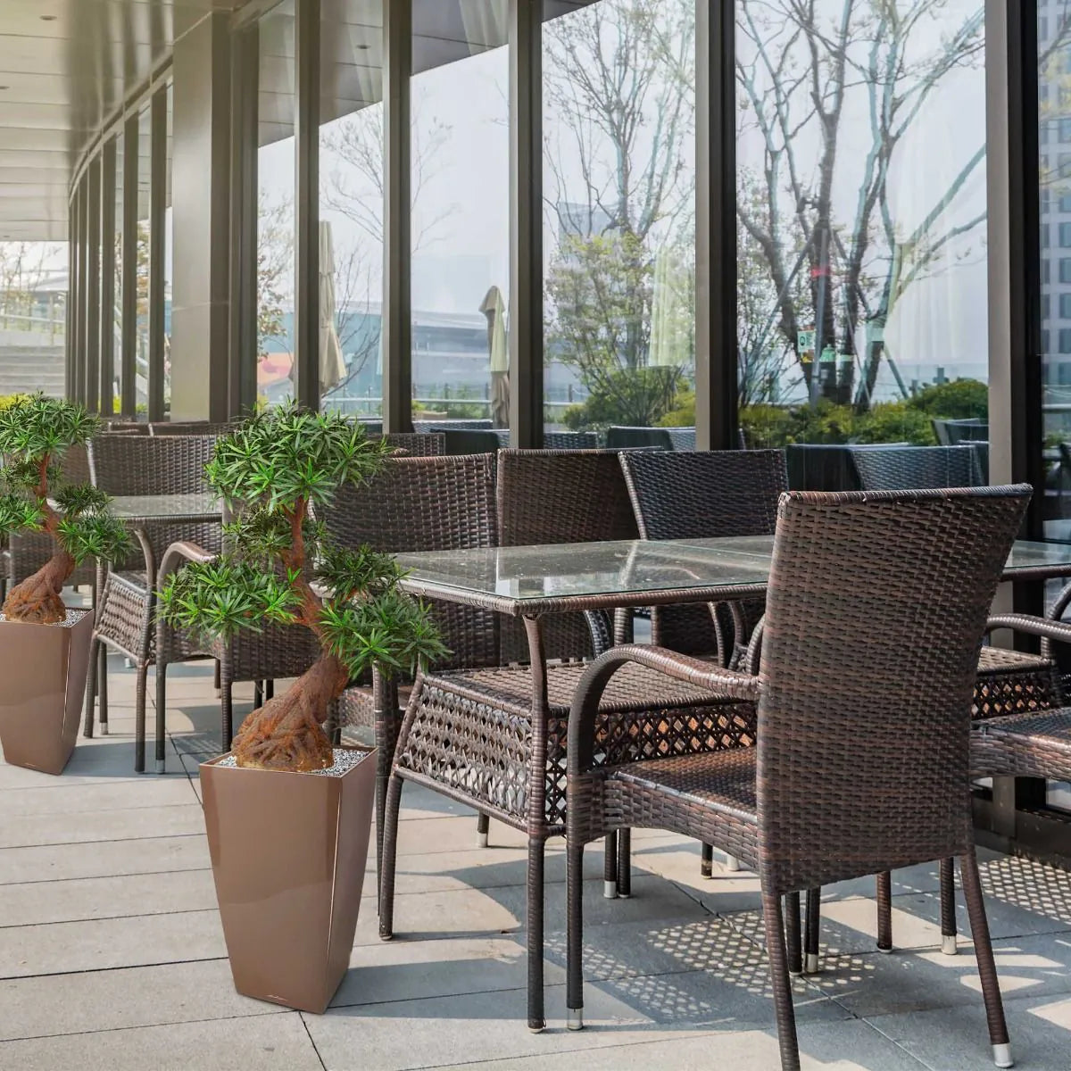 Luxe kunst Podocarpus Bonsai x5 90 cm met UV-bescherming 