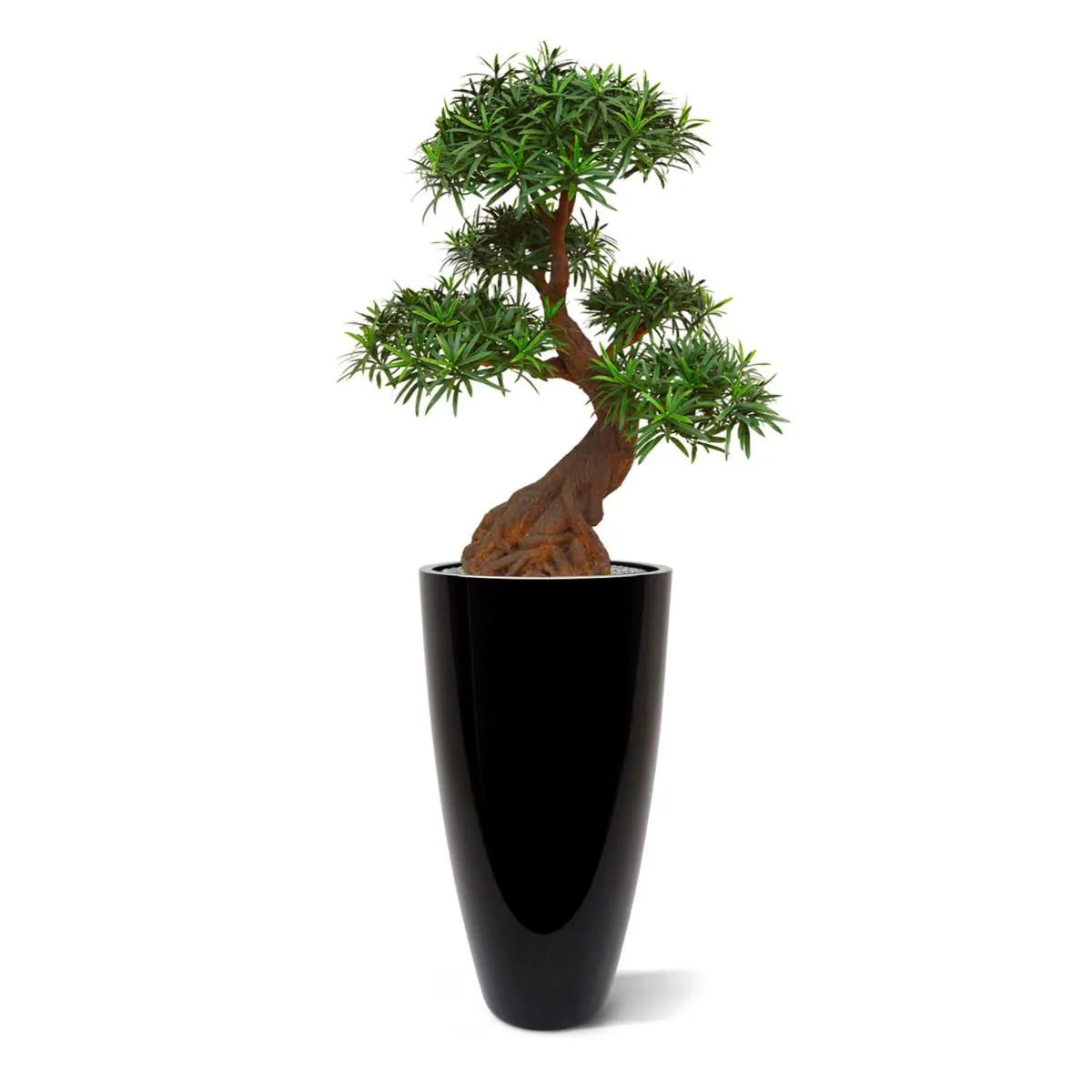 Luxe buitenkunst Podocarpus Bonsai x5 90 cm met UV-bescherming