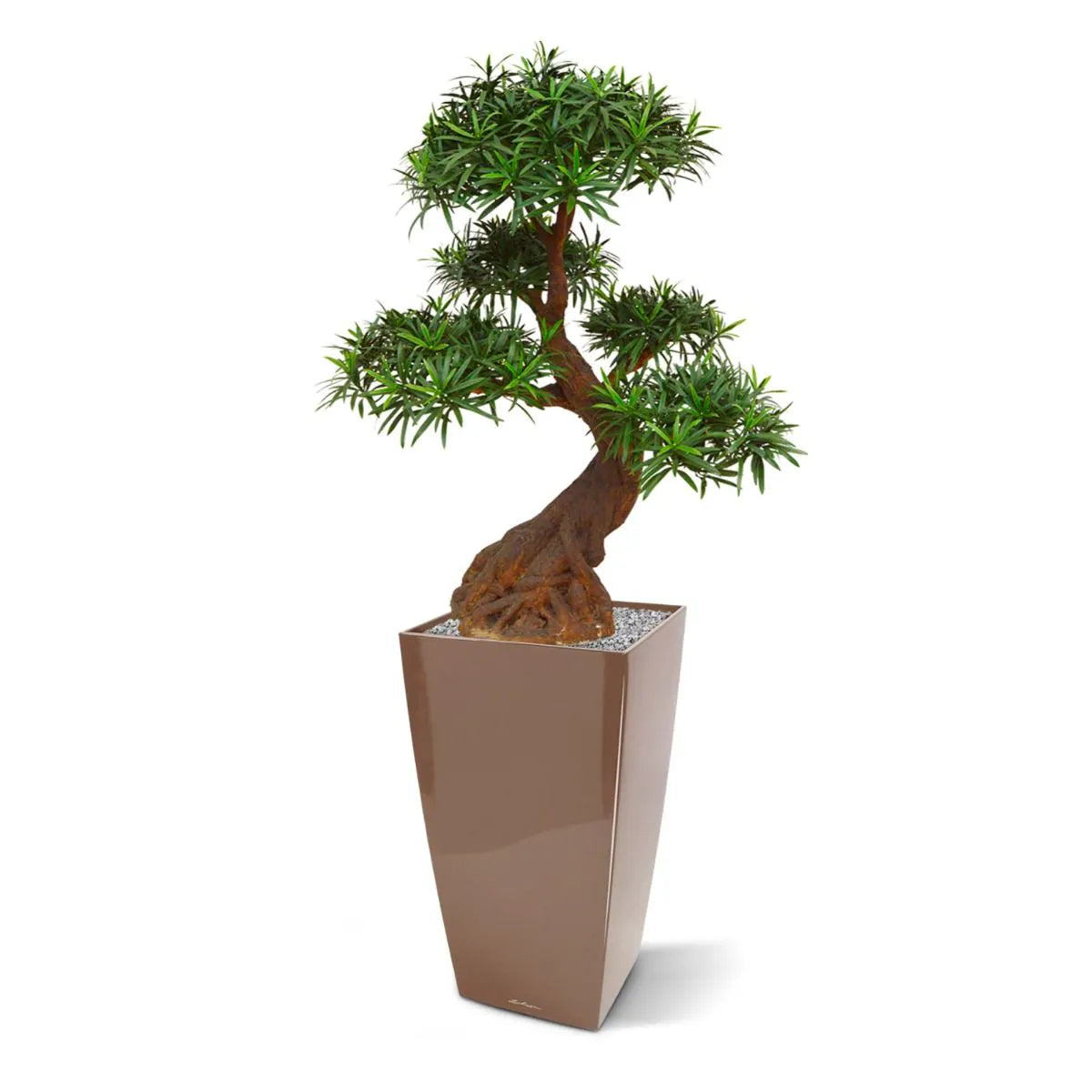 Luxe kunst Podocarpus Bonsai x5 90 cm met UV-bescherming 