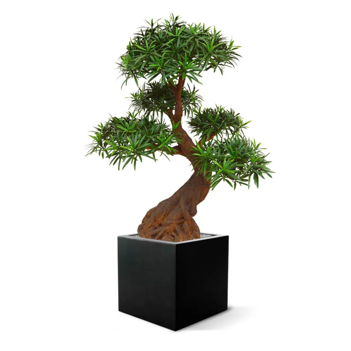 Luxe kunst Podocarpus Bonsai x5 90 cm met UV-bescherming 