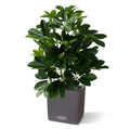 Raam Schefflera kunstplant 50cm