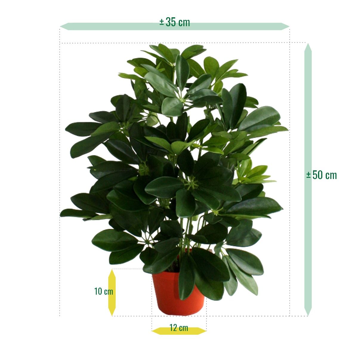 Raam Schefflera kunstplant 50cm
