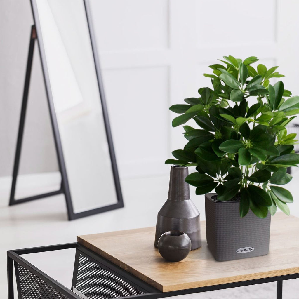 Raam Schefflera kunstplant 50cm