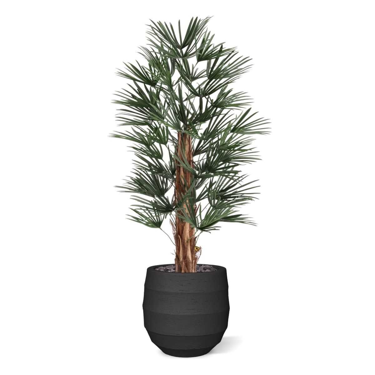 Raphis Kunstpalm 125cm UV in pot